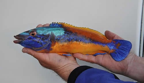 A bright blue and orange cuckoo wrasse in the hand