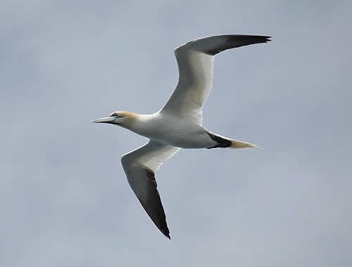 A gannet in flight