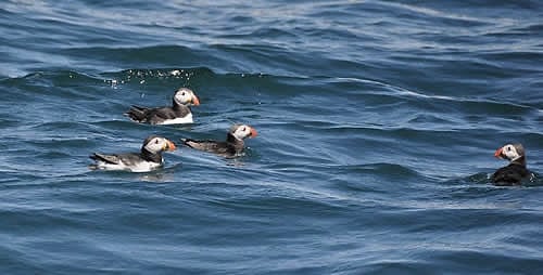 Four puffins sitting together on the water
