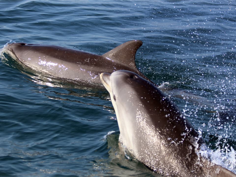 Two bottlenose dolphins surfacing beside the boat