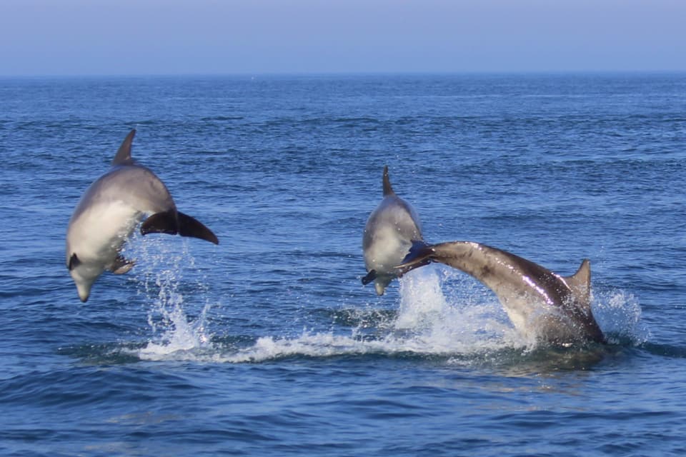 Three bottlenose dolphins leaping clear of a calm blue sea