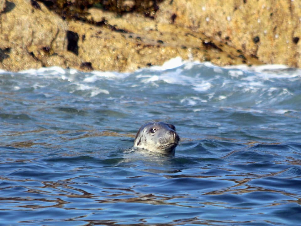 A grey seal's head above the water below orange-lichened rocks