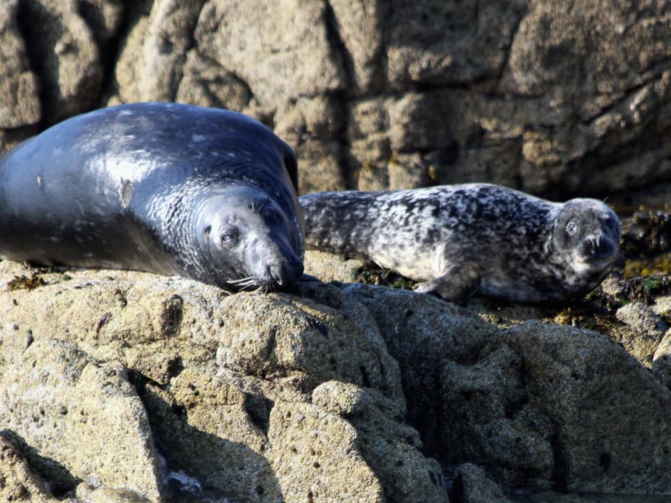 Two grey seals hauled out on a granite rock